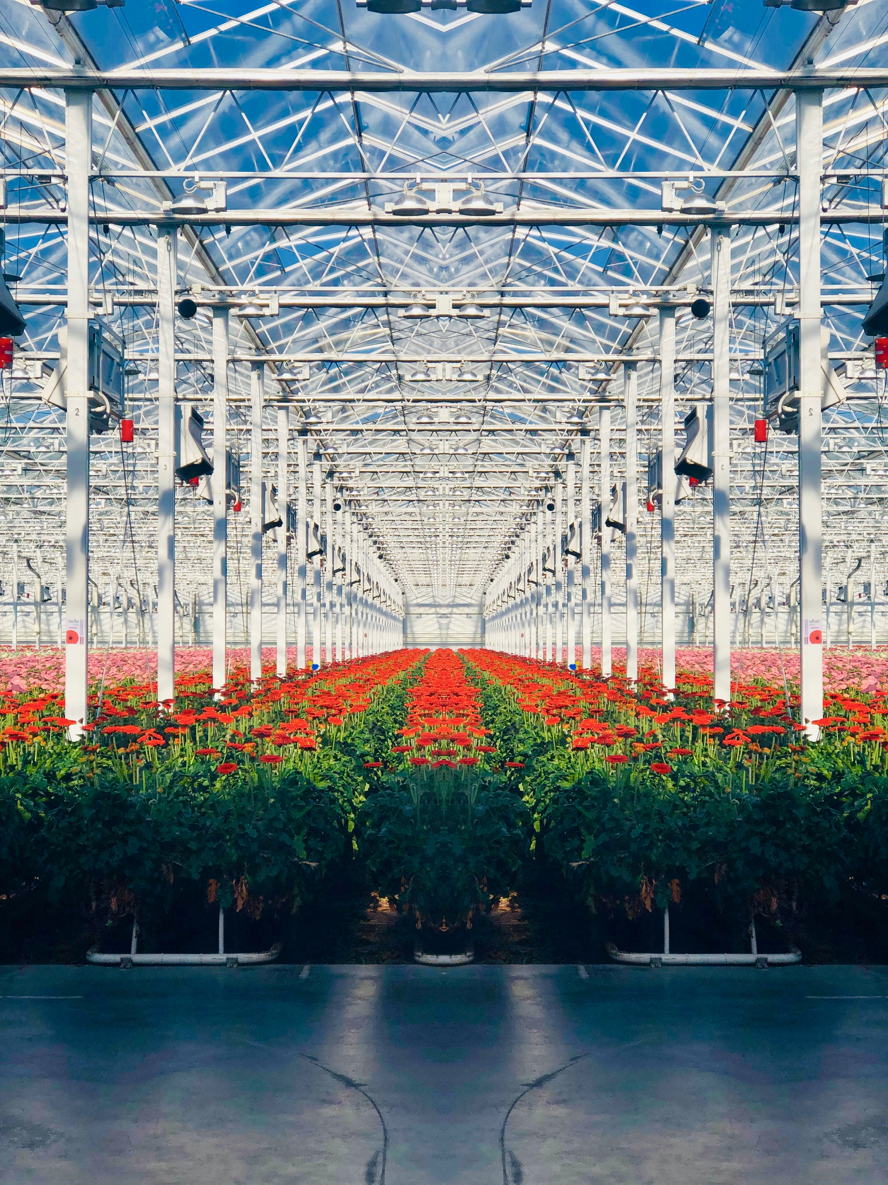 A picture of red flowers in a horticulture